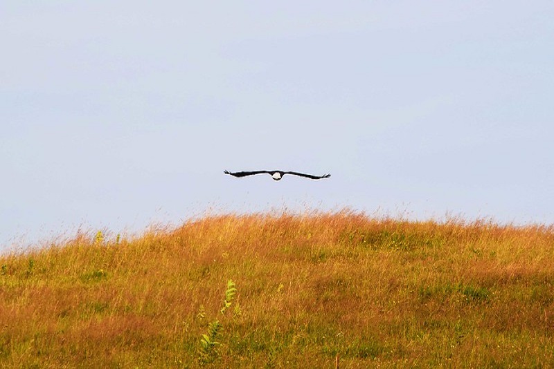 Grasslands_Prairies