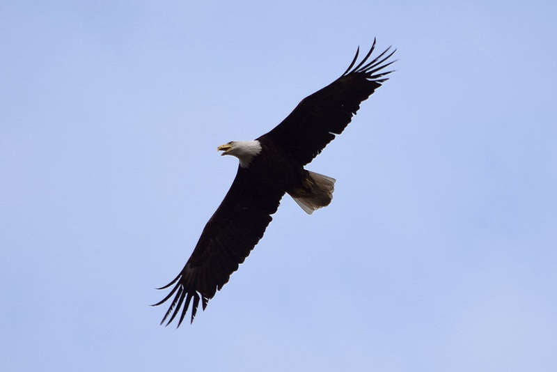 Wildlife Bald eagle flying over coal mine in Alledonia, OH. Photo by Ted Auch.